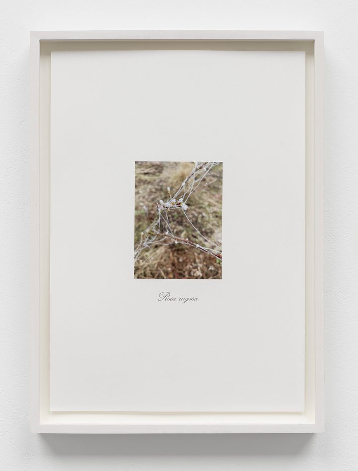 Danh Vo - Untitled - 1