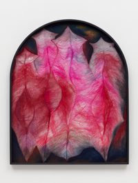 Translucidency: the courage of flatworms whose organs glow through their skin, the willingness to